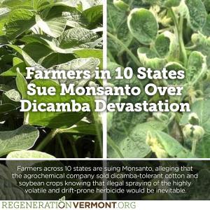 Weed killer designed to save farms is devastating them