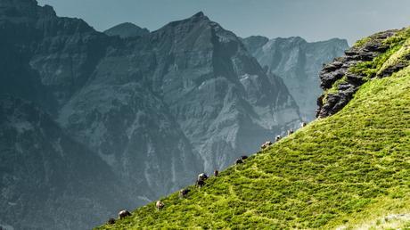 Swissness Swissness