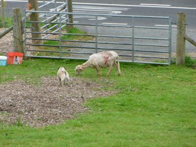 Poorly Sheep