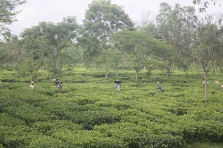 DAILY PHOTO: Assam Tea