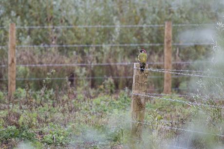 Off the Post - Green Woodpecker