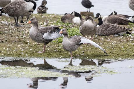 Wing Stretch - Greylag goose stretching its wing