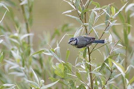 Blue Tit in Willows