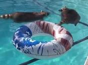 Open Labor Post: Hosted Chunky Pool-Floating Raccoons