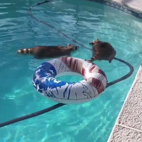 Open Labor Day Post: Hosted By Two Chunky Pool-Floating Raccoons