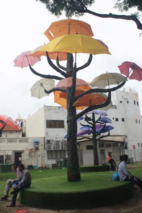 DAILY PHOTO: Umbrella Trees