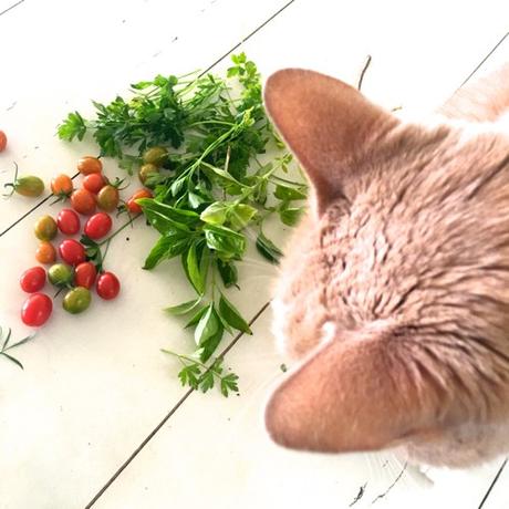 Cat Looking Over Cherry Tomatoes & Herbs
