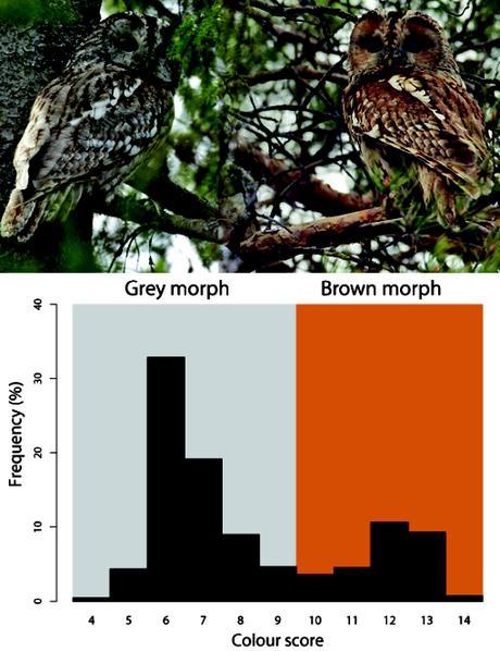Less snow from climate change pushes evolution of browner birds