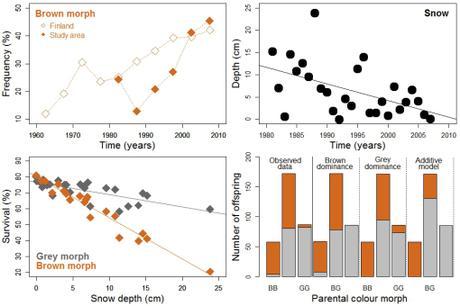 Less snow from climate change pushes evolution of browner birds