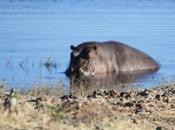 DAILY PHOTO: Amphibious Hippo