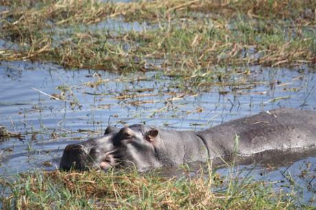 DAILY PHOTO: Amphibious Hippo