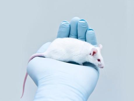 A Keto Diet Boosts Longevity and Memory in Mice