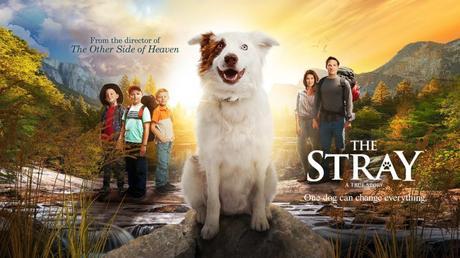 Check Out The Trailer For ‘The Stray’ A True Story About A Dog Who Changed Everything