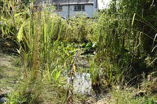 A decade of gardening at Blackberry Cottage