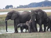 DAILY PHOTO: Elephantine Threats: Warning Displays