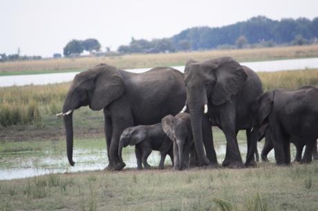 DAILY PHOTO: Elephantine Threats: or, Warning Displays