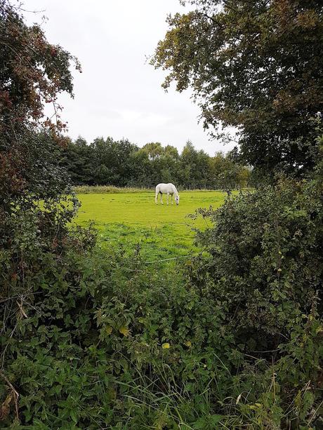 AUTUMN WALKS & A COUNTDOWN TO CHRISTMAS DAY (already)