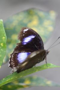 POEM: Suspended Disbelief: or, Oribtofrontal Cortex Down