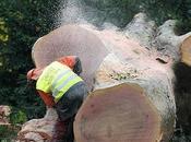 Stuttgart Further Delayed Endangered Lizards