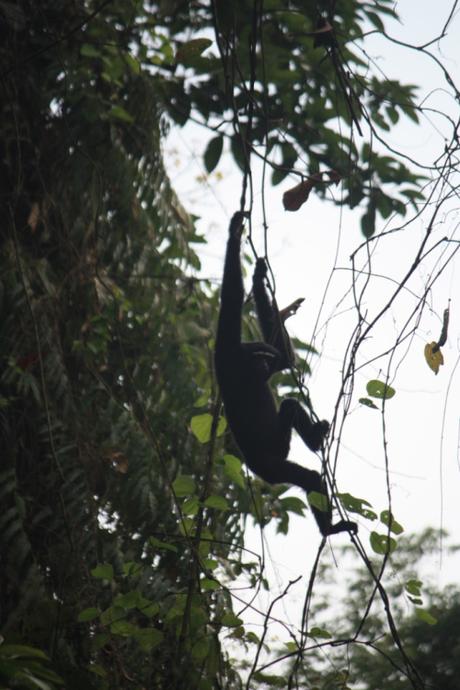 DAILY PHOTO: Hoolock Gibbon