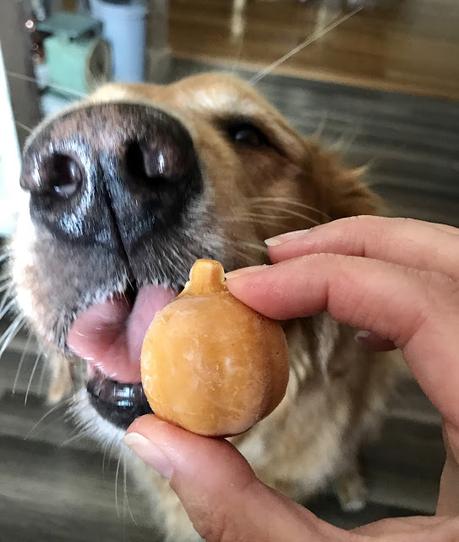 golden retriever taking a bite of pumpkin spice dog treats