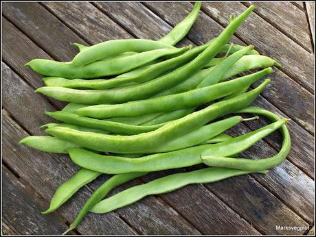 Runner Beans: when Enough becomes Too Many!
