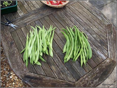 Runner Beans: when Enough becomes Too Many!