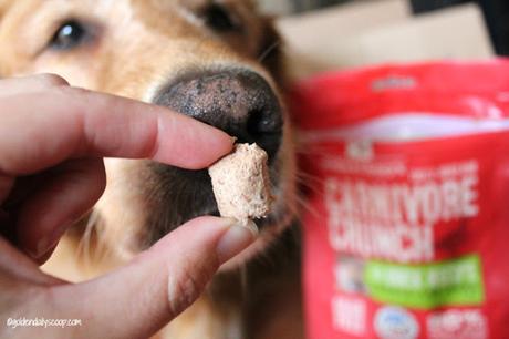 carnivore crunch freeze dried dog treats Chewy review