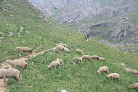 DAILY PHOTO: Livestock on a Kashmiri Trail