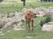 DAILY PHOTO: Livestock Kashmiri Trail