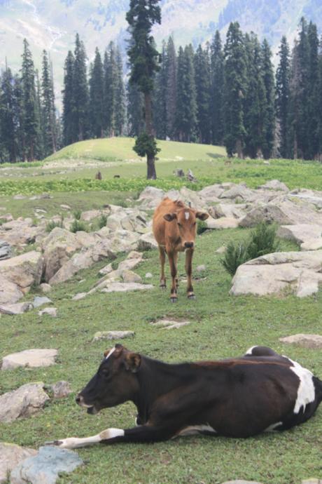 DAILY PHOTO: Livestock on a Kashmiri Trail