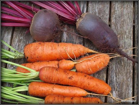 Still harvesting carrots and beetroot