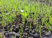 Plant Grass Seed Your Garden