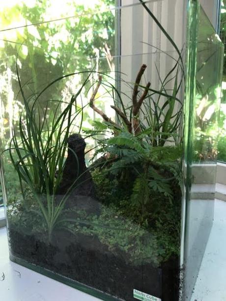 Terrariums are Terrifically Popular – Again