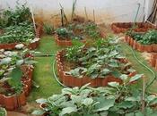Grow Lush Vegetable Garden Your Terrace?