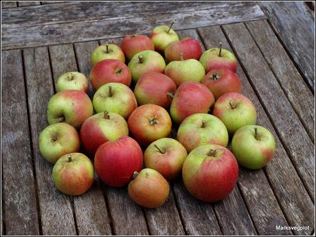 Harvesting my apples