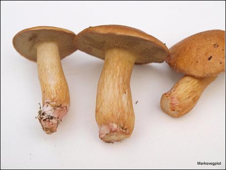 How to identify fungi