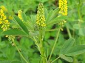 Plants Post Anthropocene: Annual Yellow Sweetclover
