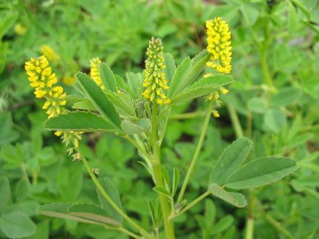 Plants of the Post Anthropocene:  3. Annual Yellow Sweetclover