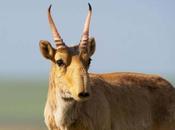 Wyoming Women Hunting Mass Die-off .... Saiga Antelope