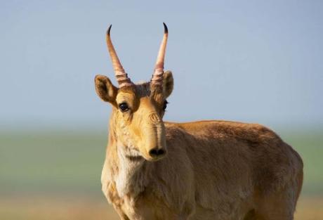 Wyoming Women hunting ~ mass die-off and .... Saiga antelope