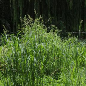 Six-foot tall clump of Barnyard Grass