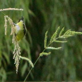 Lesser Goldfinch showing his tail feathers as he hangs beak down polishing off Barnyard Grass seeds.