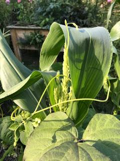 Three sisters - this year's veg patch