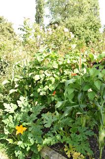 Three sisters - this year's veg patch