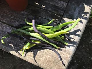 Three sisters - this year's veg patch