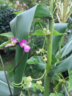 Three sisters - this year's veg patch