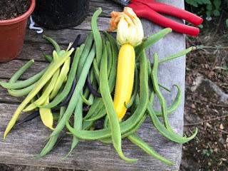 Three sisters - this year's veg patch