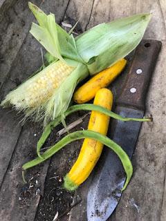 Three sisters - this year's veg patch