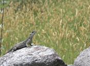 DAILY PHOTO: Common Indian Monitor Amber Waves